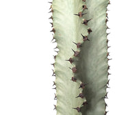 Euphorbia abyssinica var. erythraeae variegata – Blattdetail vor weißem Hintergrund..