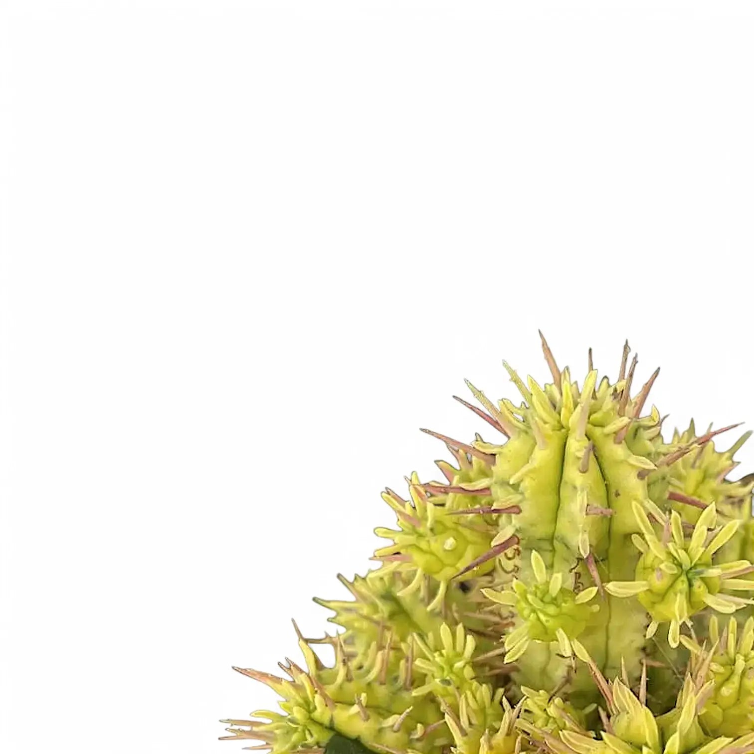 Euphorbia aggregata variegata leaf close-up on white background.