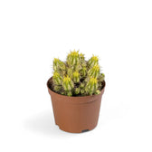 Euphorbia aggregata variegata potted houseplant in nursery pot on white background, product photo 2.