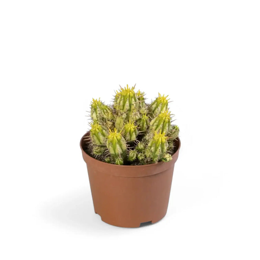 Euphorbia aggregata variegata potted houseplant in nursery pot on white background, product photo 2.