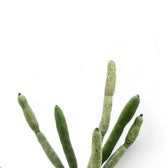 Euphorbia alluaudii leaf close-up on white background.