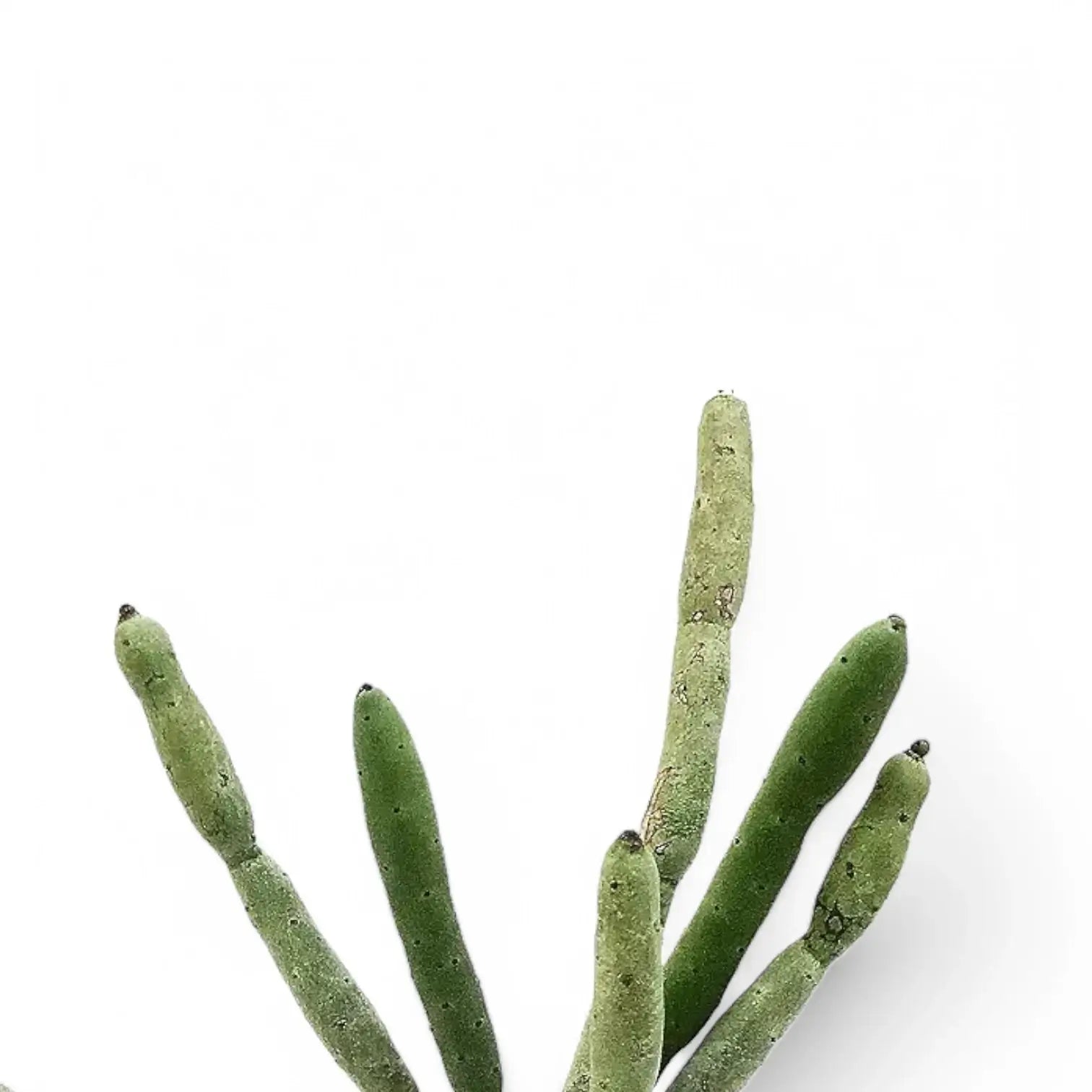 Euphorbia alluaudii leaf close-up on white background.