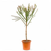 Euphorbia alluaudii potted houseplant in nursery pot on white background, product photo 2.