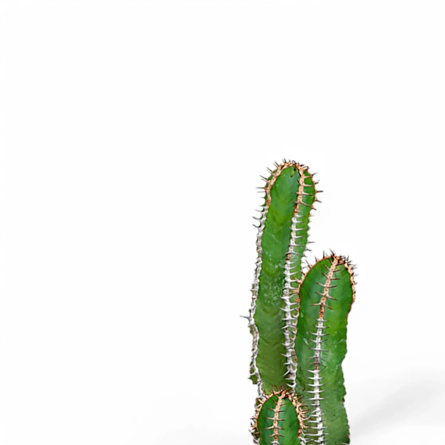 Euphorbia avasmontana leaf close-up on white background.
