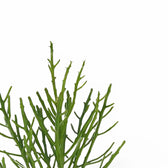 Euphorbia fiherenensis leaf close-up on white background.