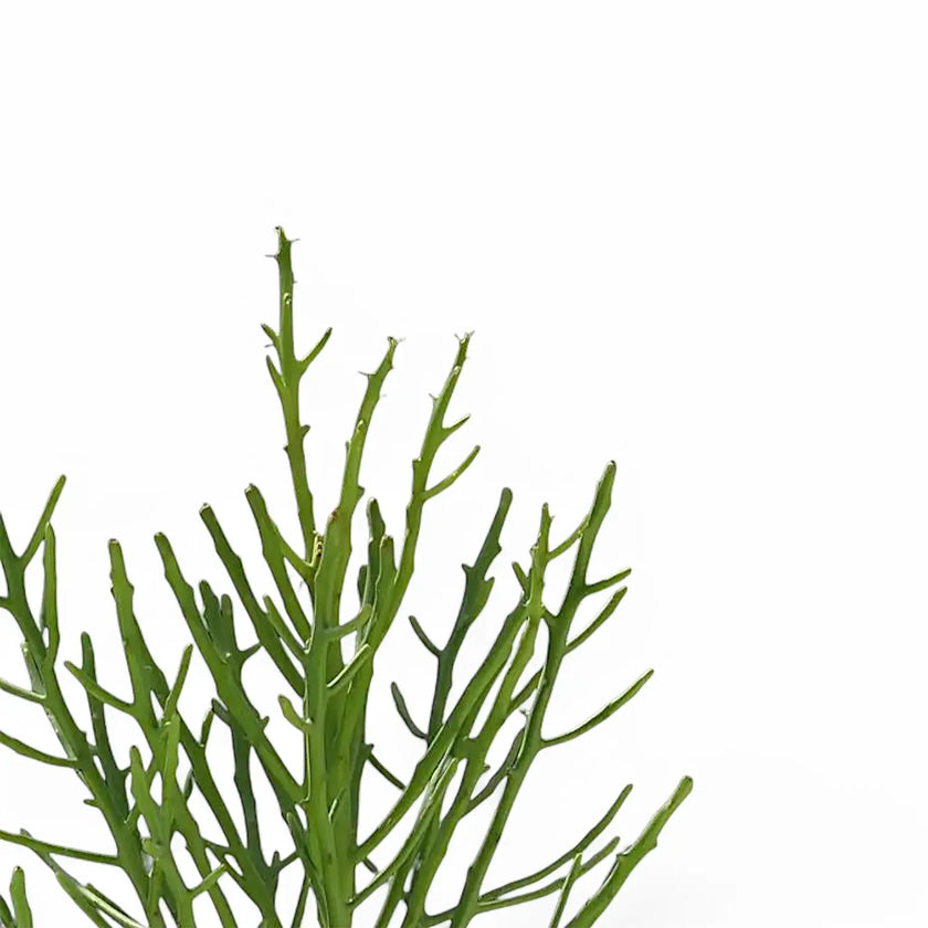 Euphorbia fiherenensis leaf close-up on white background.