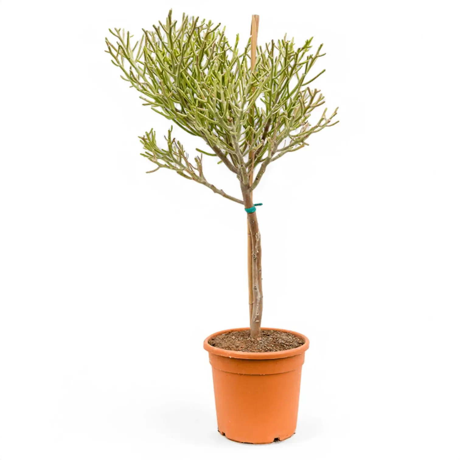 Euphorbia fiherenensis potted houseplant in nursery pot on white background, product photo 2.