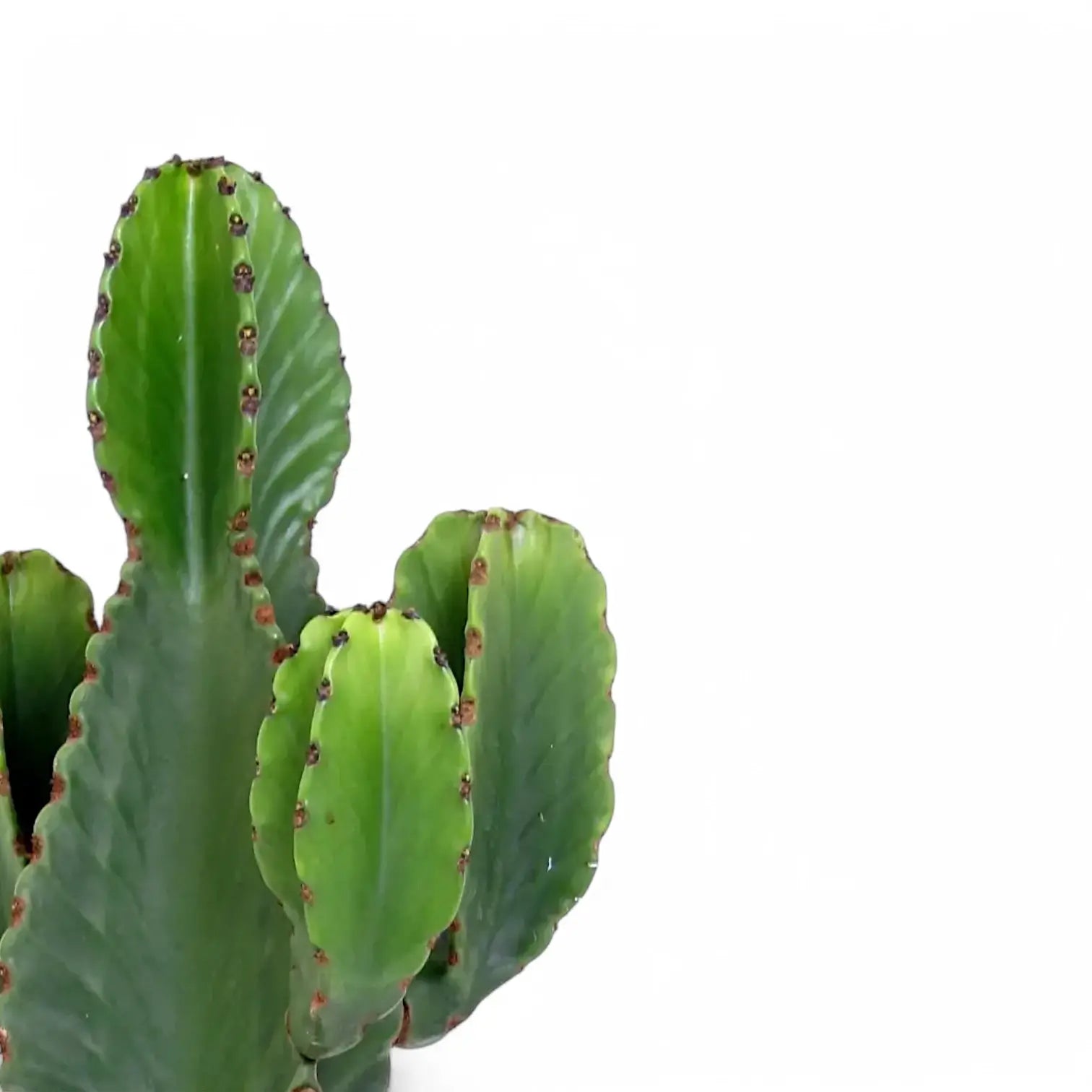 Euphorbia ingens – Blattdetail vor weißem Hintergrund..