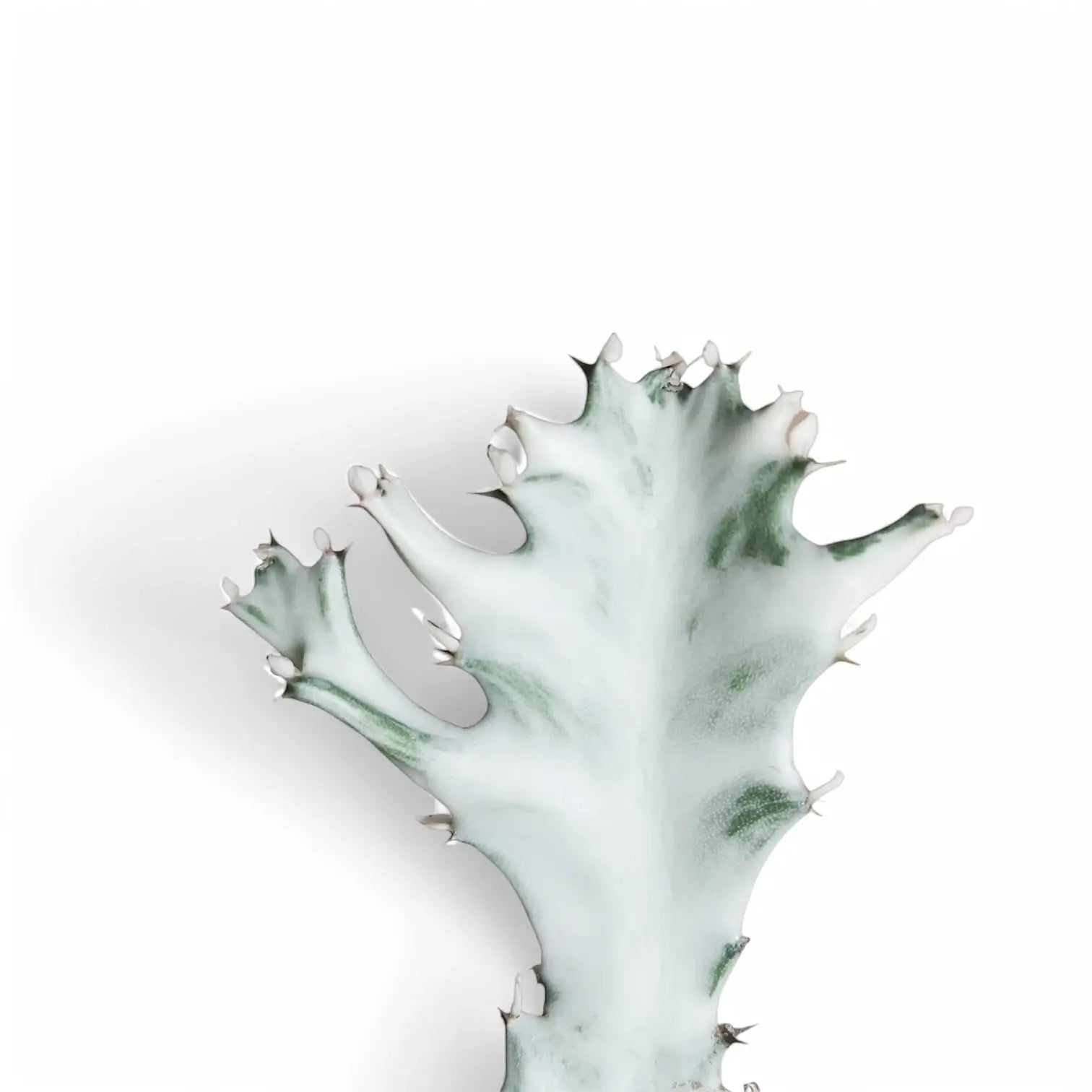 Euphorbia lactea 'White Ghost' ('Grey Ghost') leaf close-up on white background.