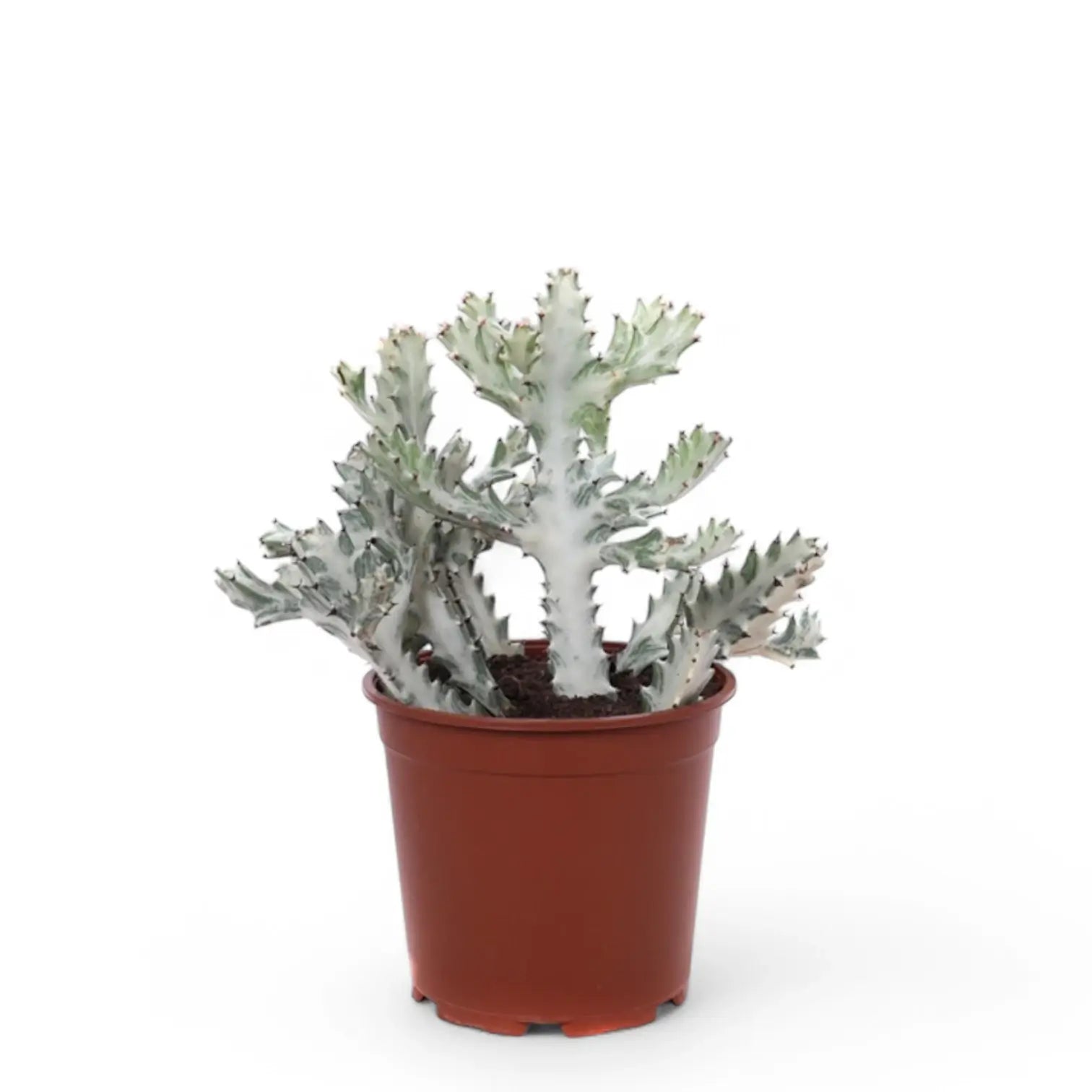Euphorbia lactea 'White Ghost' ('Grey Ghost') potted houseplant in nursery pot on white background, product photo 2.
