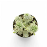 Euphorbia mammillaris f. variegata Zimmerpflanze im Anzuchttopf vor weißem Hintergrund, Produktfoto 2.