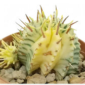 Euphorbia meloformis f. variegata Zimmerpflanze im Anzuchttopf vor weißem Hintergrund, Produktfoto 3.