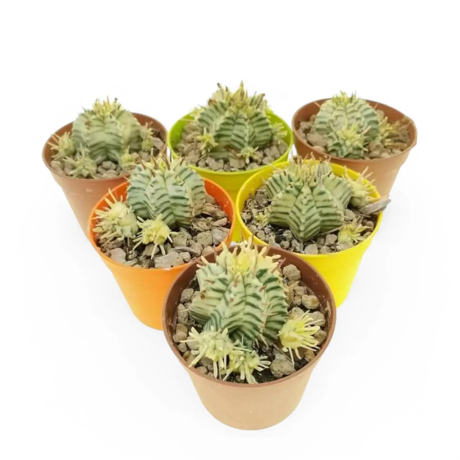 Euphorbia meloformis f. variegata Zimmerpflanze im Anzuchttopf vor weißem Hintergrund, Produktfoto 4.