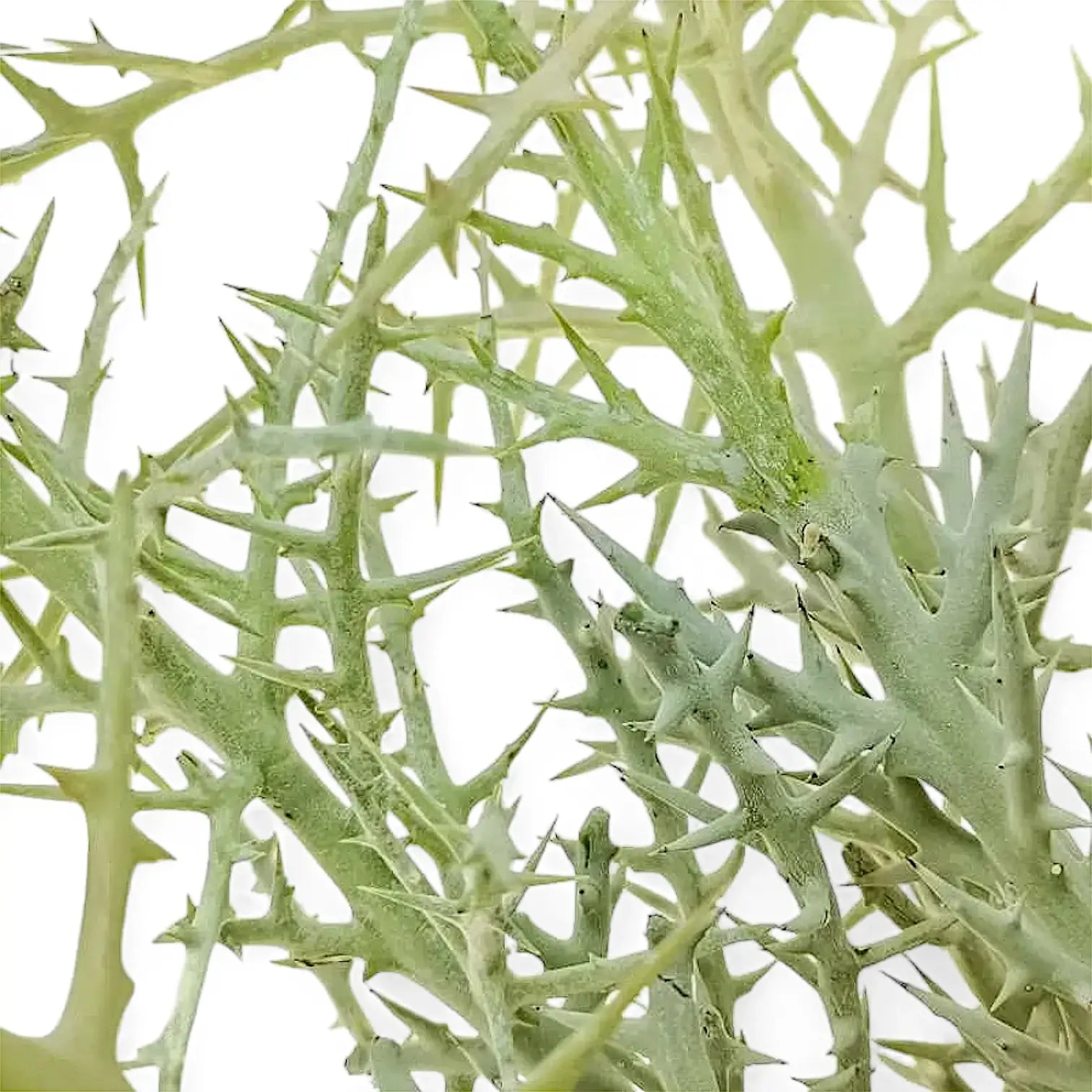 Euphorbia stenoclada leaf close-up on white background.