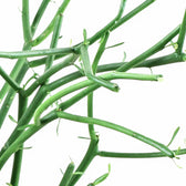 Euphorbia tirucalli leaf close-up on white background.