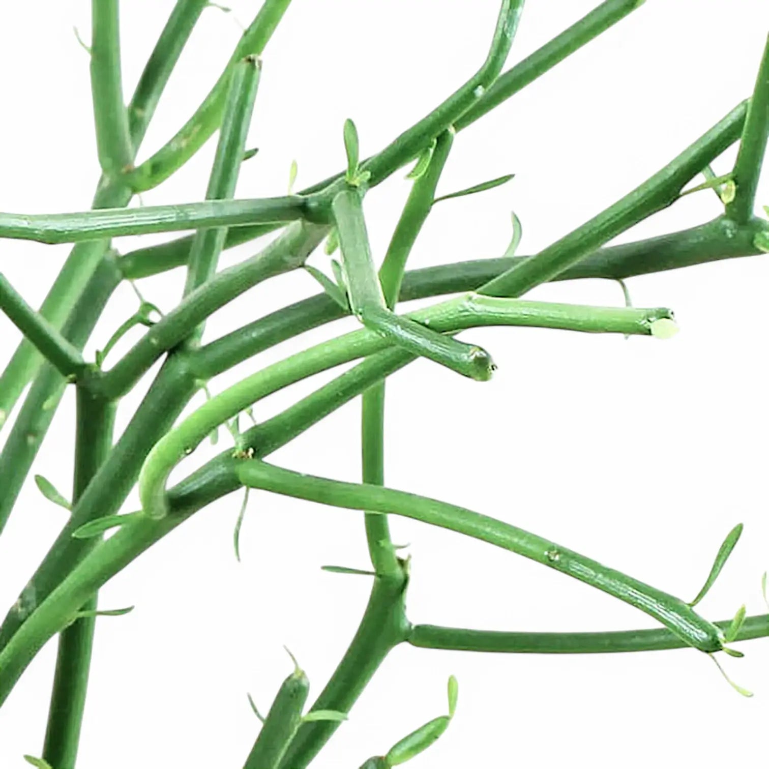 Euphorbia tirucalli leaf close-up on white background.