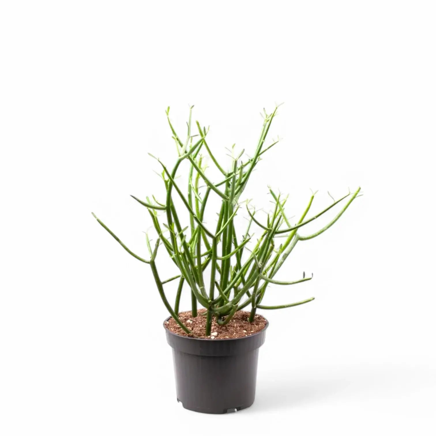 Euphorbia tirucalli potted houseplant in nursery pot on white background, product photo 2.