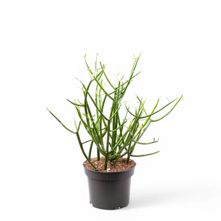 Euphorbia tirucalli potted houseplant in nursery pot on white background, product photo 2.