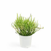 Euphorbia tirucalli potted houseplant in nursery pot on white background, product photo 3.