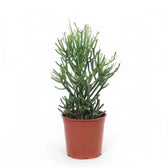 Euphorbia tirucalli potted houseplant in nursery pot on white background, product photo 4.