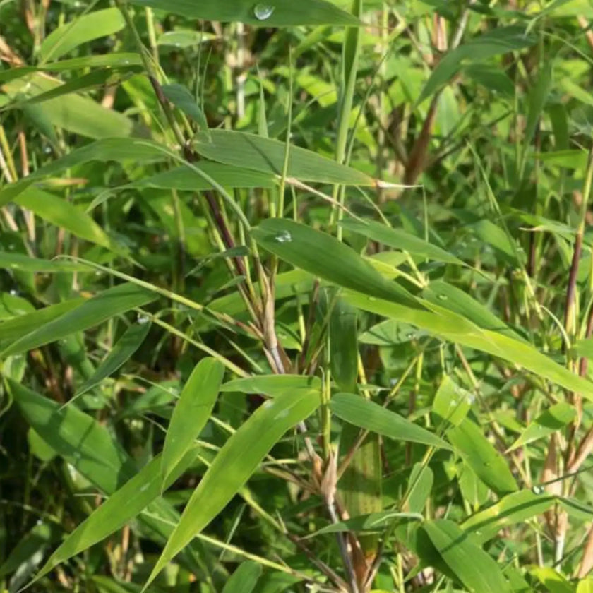 Fargesia 'Rufa' leaf close-up on white background.
