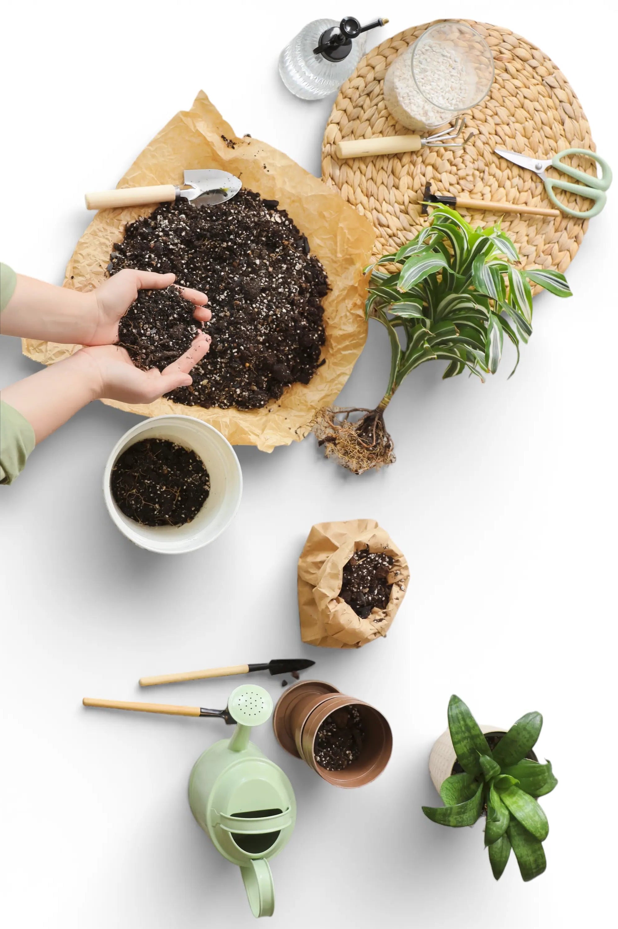 Person topft Zimmerpflanzen um, mit Gartenwerkzeug und Pflanzen auf einer weißen Fläche