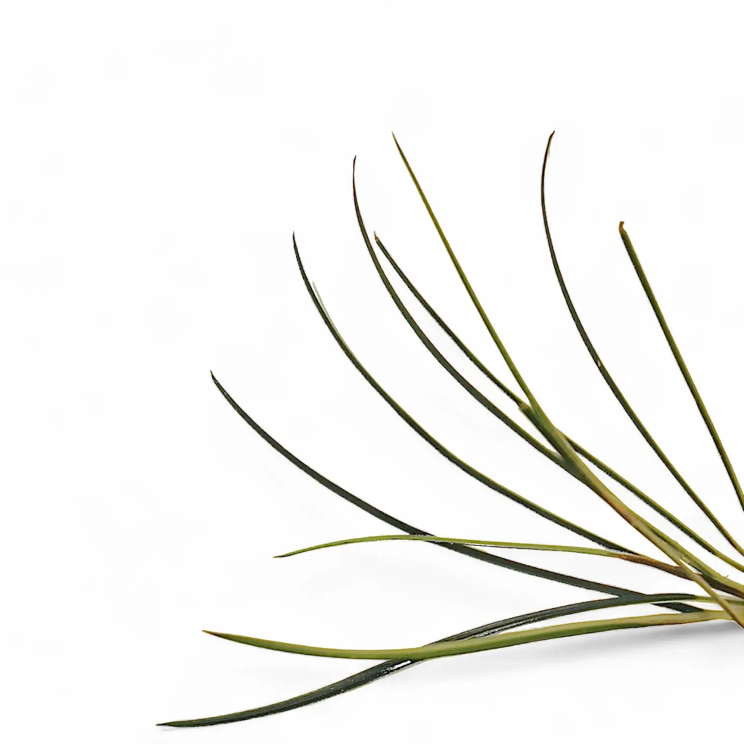 Fenestratarum culum leaf close-up on white background.