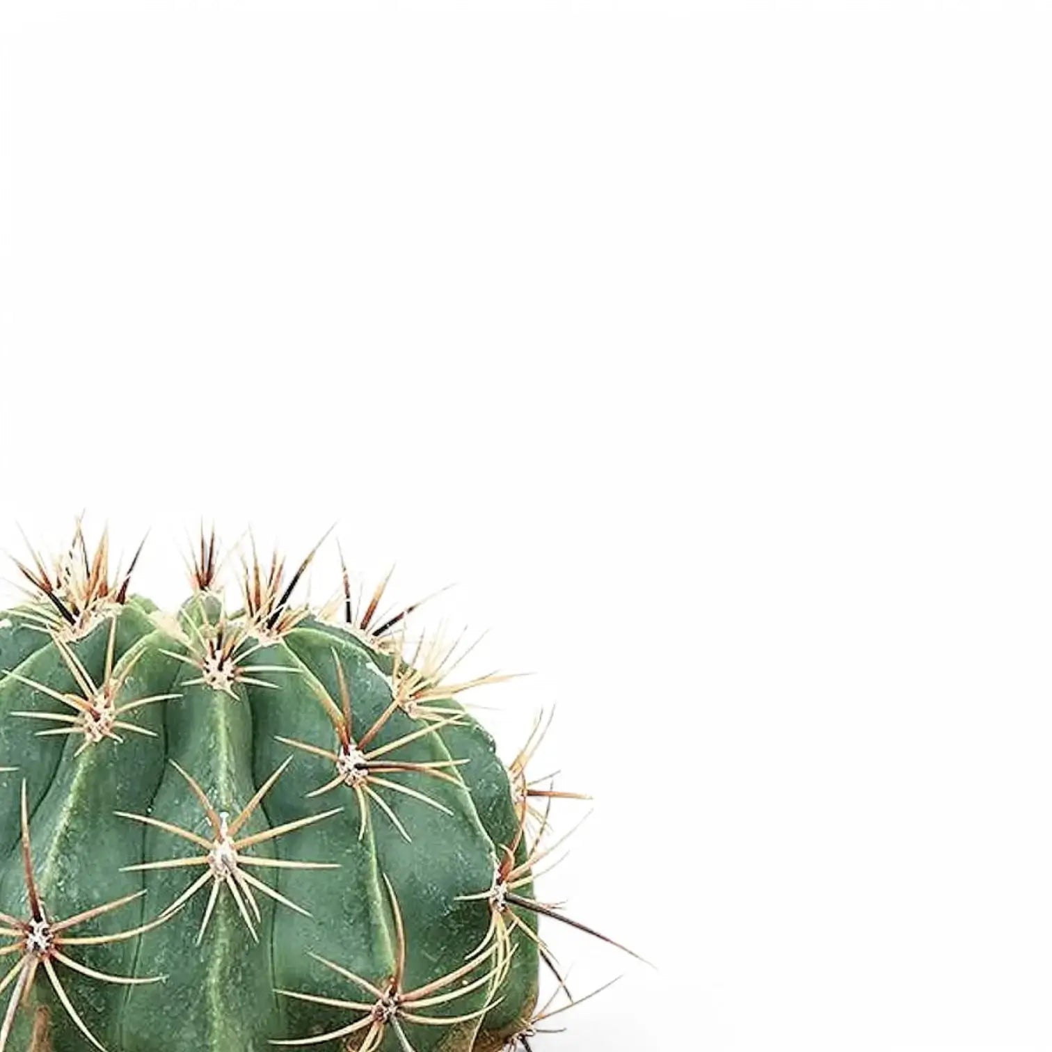 Ferocactus peninsulae f. brevispinus leaf close-up on white background.