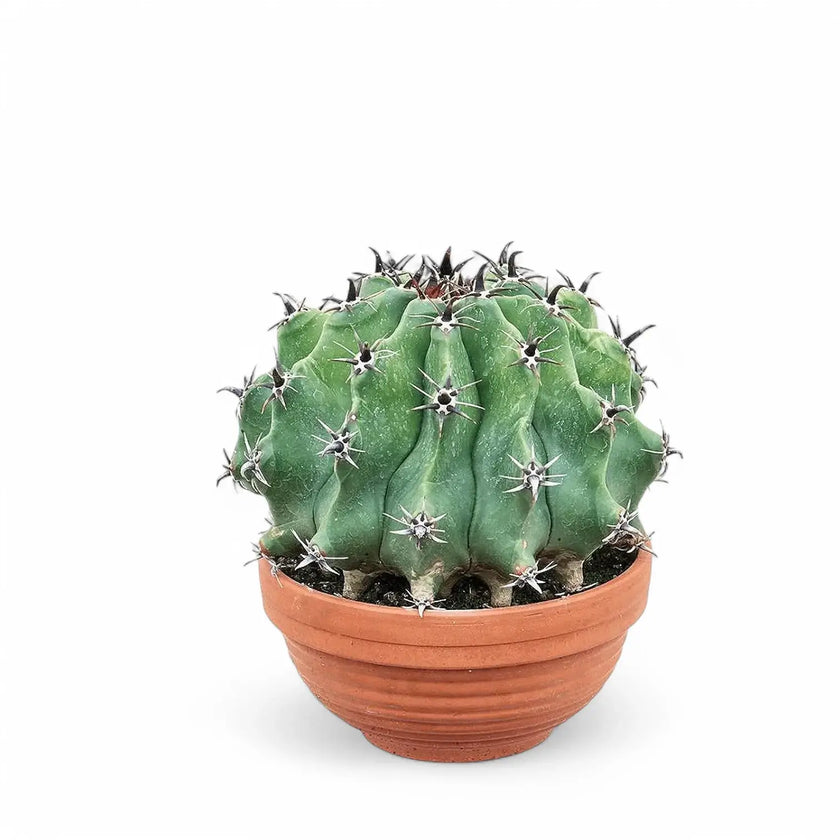 Ferocactus schwarzii potted houseplant in nursery pot on white background, product photo 2.