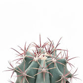 Ferocactus stainesii – Blattdetail vor weißem Hintergrund..