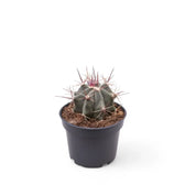 Ferocactus stainesii Zimmerpflanze im Anzuchttopf vor weißem Hintergrund, Produktfoto 2.