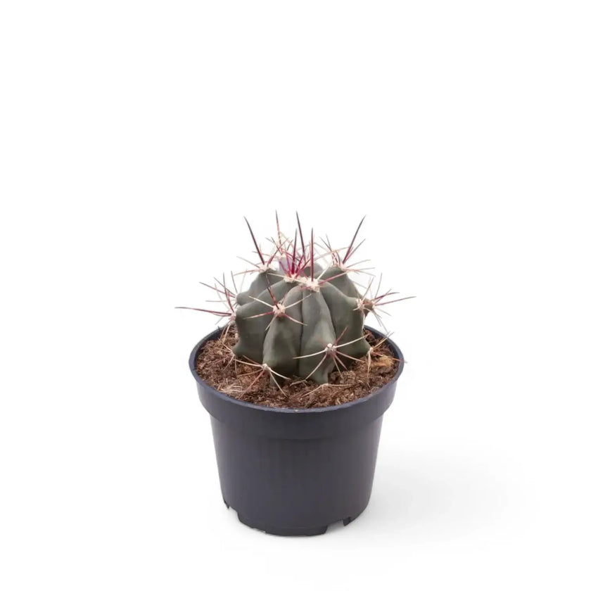 Ferocactus stainesii potted houseplant in nursery pot on white background, product photo 2.