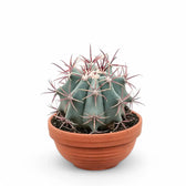 Ferocactus stainesii Zimmerpflanze im Anzuchttopf vor weißem Hintergrund, Produktfoto 3.