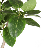 Ficus altissima – Blattdetail vor weißem Hintergrund..