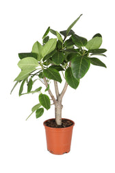 Ficus altissima Zimmerpflanze im Anzuchttopf vor weißem Hintergrund, Produktfoto 2.
