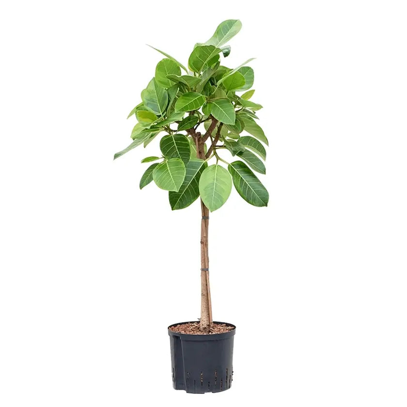 Ficus altissima 'Yellow Gem' Zimmerpflanze im Anzuchttopf vor weißem Hintergrund, Produktfoto 2.