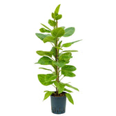 Ficus altissima 'Yellow Gem' potted houseplant in nursery pot on white background, product photo 3.
