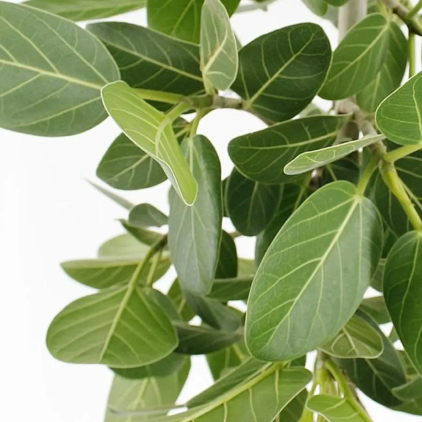 Ficus benghalensis 'Petite Audrey' – Blattdetail vor weißem Hintergrund..