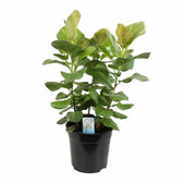 Ficus benghalensis 'Sunshine' potted houseplant in nursery pot on white background, product photo 2.