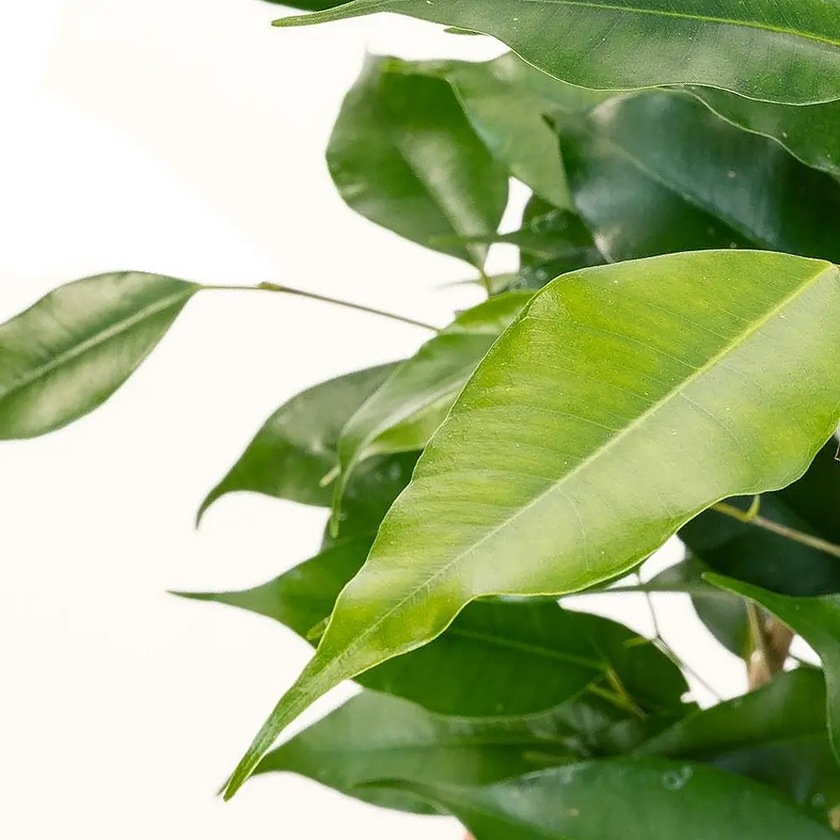 Ficus benjamina 'Danita' – Blattdetail vor weißem Hintergrund..