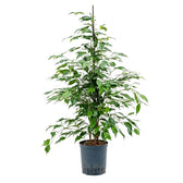 Ficus benjamina 'Danita' potted houseplant in nursery pot on white background, product photo 2.