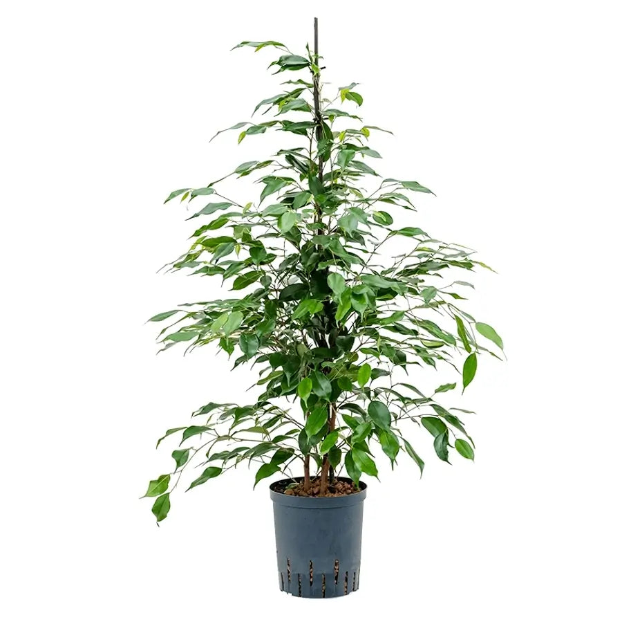 Ficus benjamina 'Danita' potted houseplant in nursery pot on white background, product photo 2.