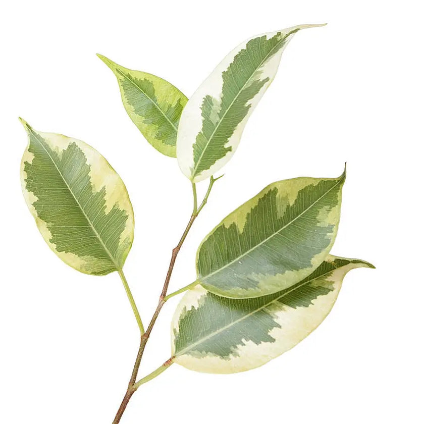 Ficus benjamina 'Golden King' – Blattdetail vor weißem Hintergrund..