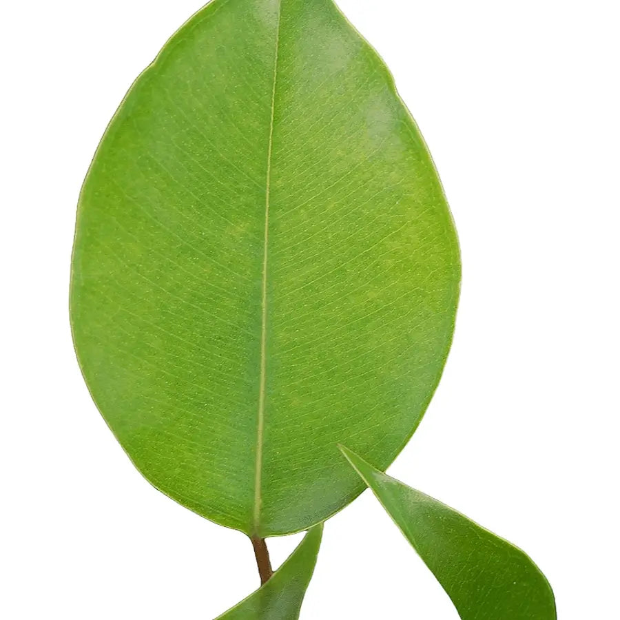 Ficus benjamina 'Green Kinky' leaf close-up on white background.