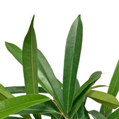 Ficus binnendijkii 'Amstel King' leaf close-up on white background.