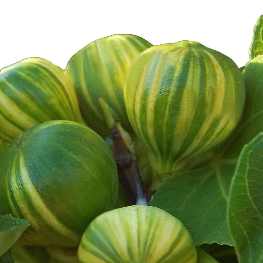 Ficus carica variegata leaf close-up on white background.