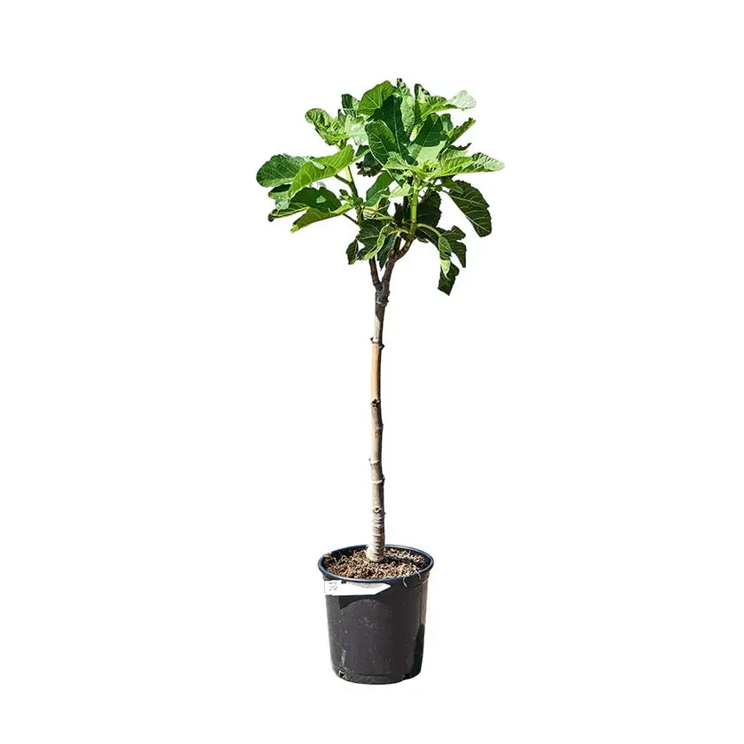 Ficus carica variegata potted houseplant in nursery pot on white background, product photo 2.