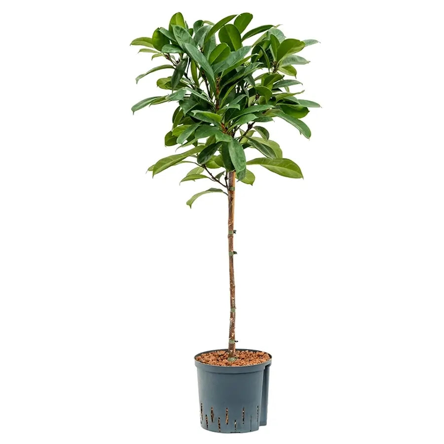 Ficus cyathistipula Zimmerpflanze im Anzuchttopf vor weißem Hintergrund, Produktfoto 2.