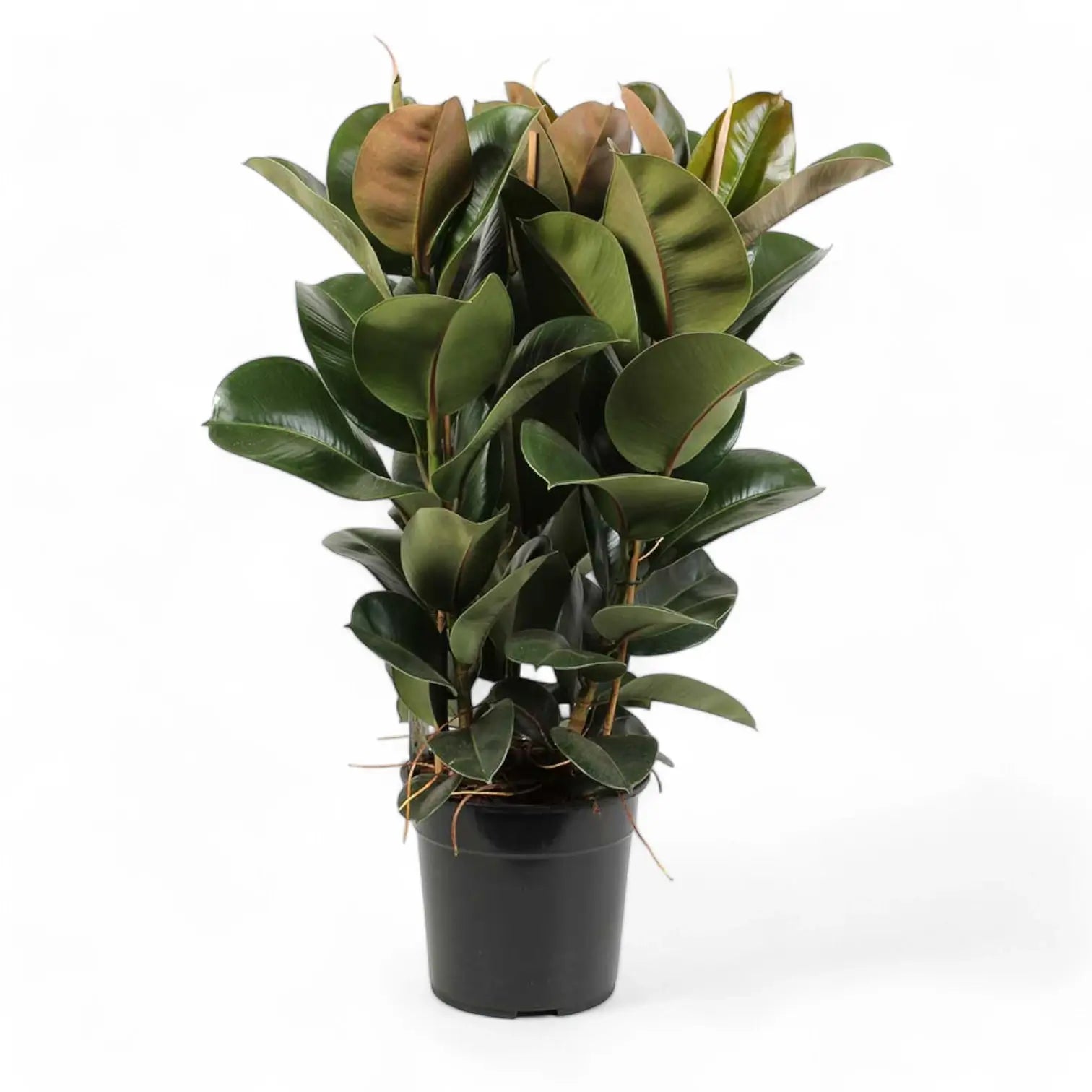 Ficus elastica ‘Cloe’ Zimmerpflanze im Anzuchttopf vor weißem Hintergrund, Produktfoto 4.