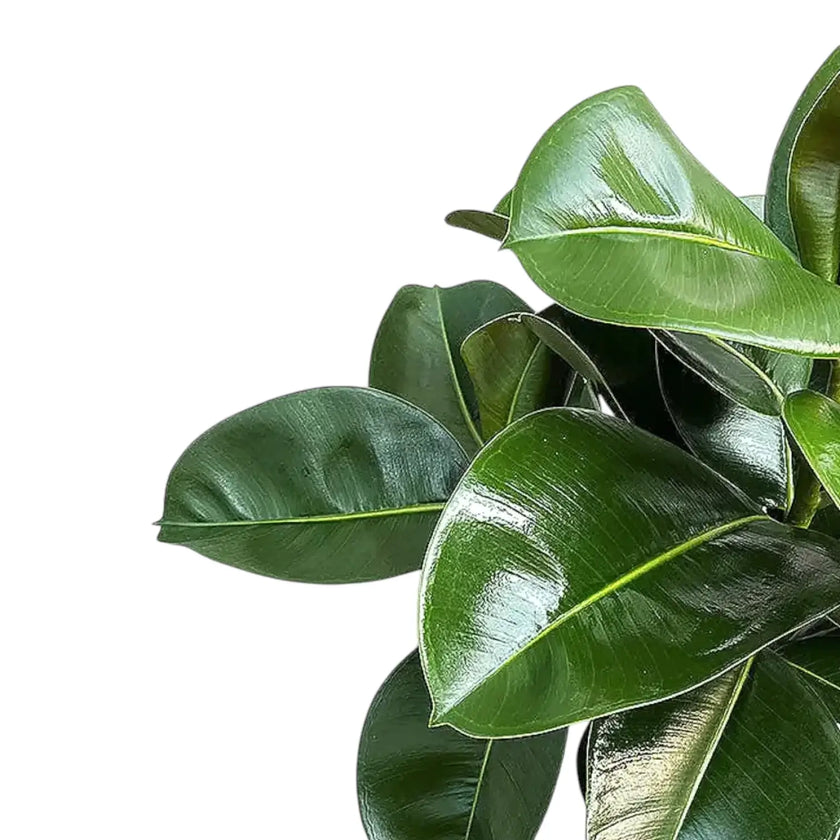 Ficus elastica 'Makana' – Blattdetail vor weißem Hintergrund..